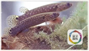 红鳉鱼在线观看,探寻水下生命的奇迹之旅